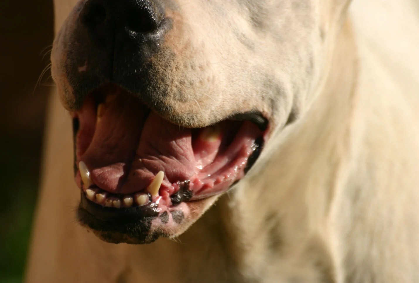 Do Dogs Burp & Why Do They Burp So Much? A Pup Above