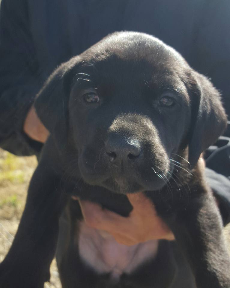 Labrador Retriever Puppies Rescue Colorado Safe Harbor Lab Rescue Rehoming Labs With Good