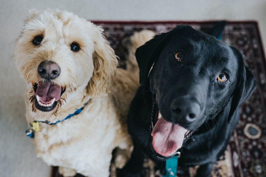 Choose digital to get the best value pet insurance policy