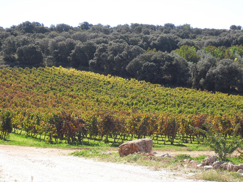 Wine tour to Ronda with visits to wineries and wine tastings