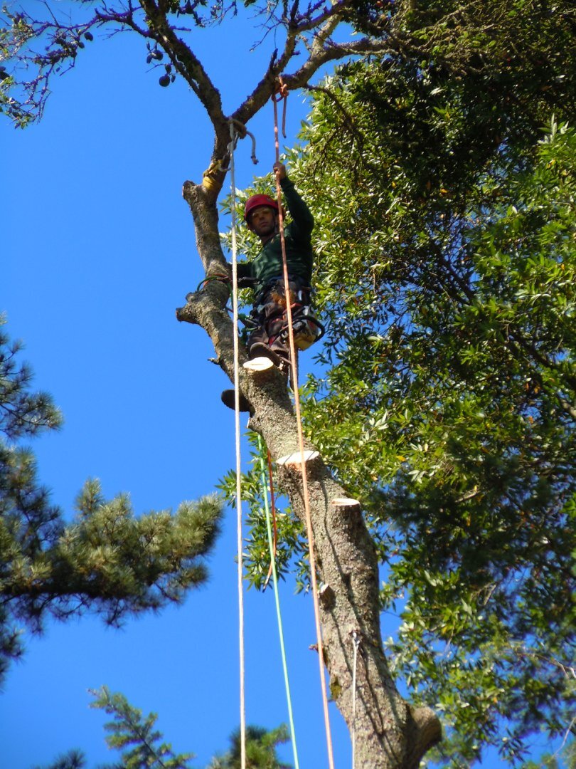 Tree Service Santa Rosa California at Michael Robinson blog