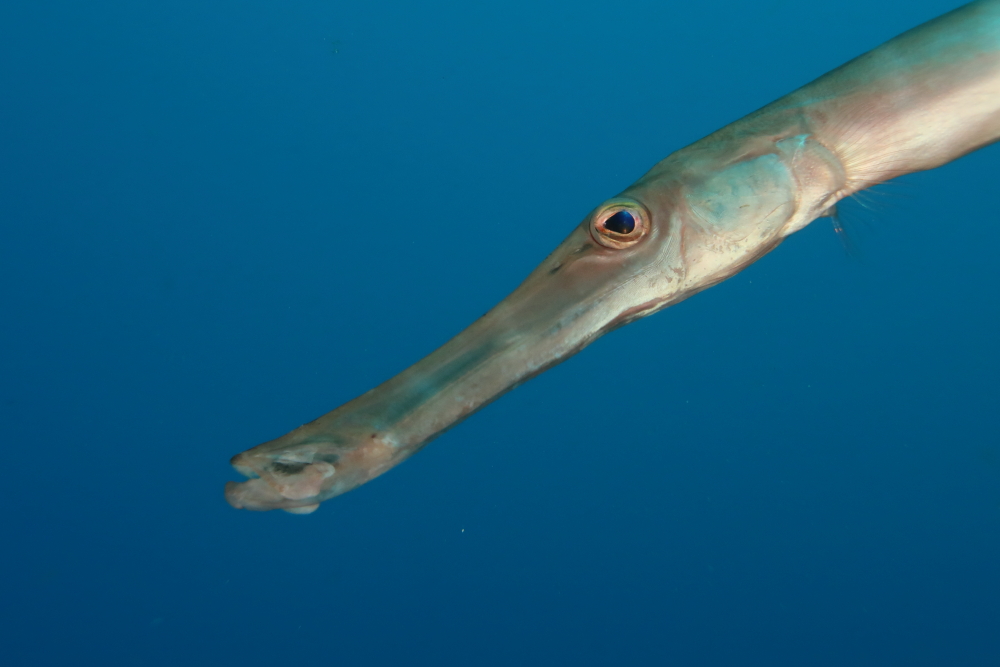 Trumpetfish My CMS