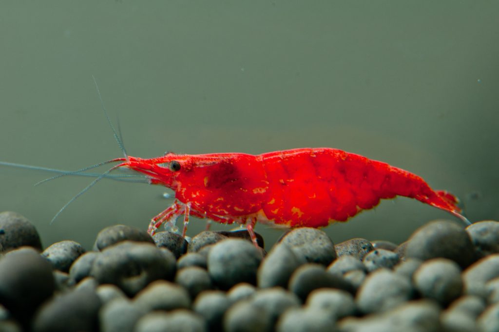Red Cherry Shrimp (A Grade) AquaNautic Specialist