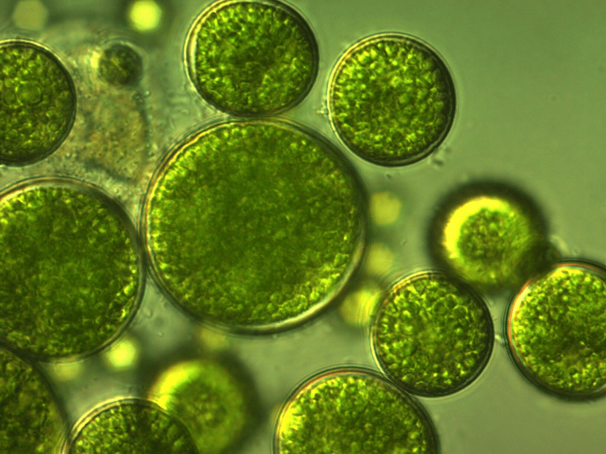 Chlorella Pond Хлорелла для очистки пруда от водорослей