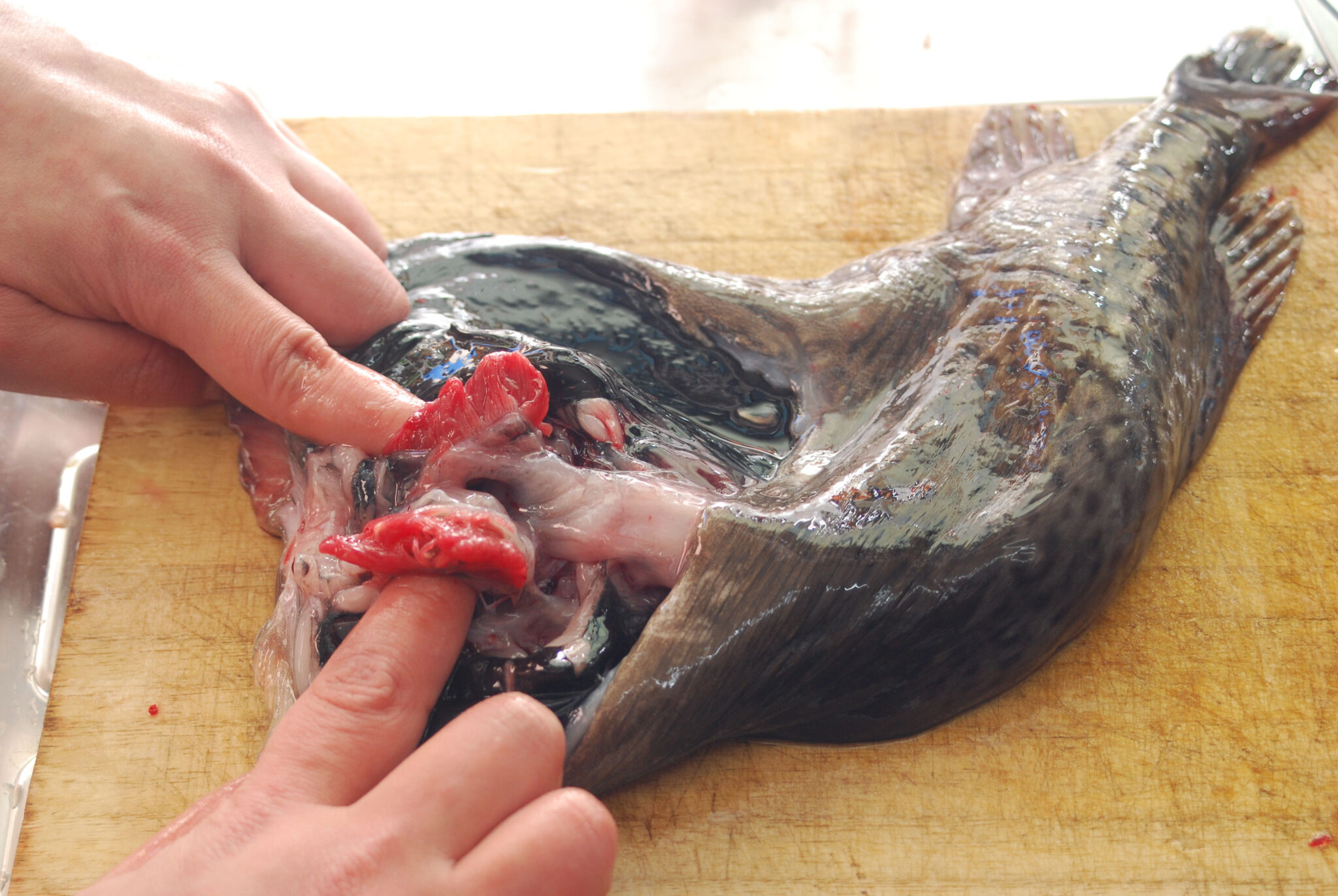 北海道の名物「ごっこ」を使った鍋レシピ！北のすっぽん呼ばれるホテイウオの捌き方もご紹介 AQUABIT.LINK