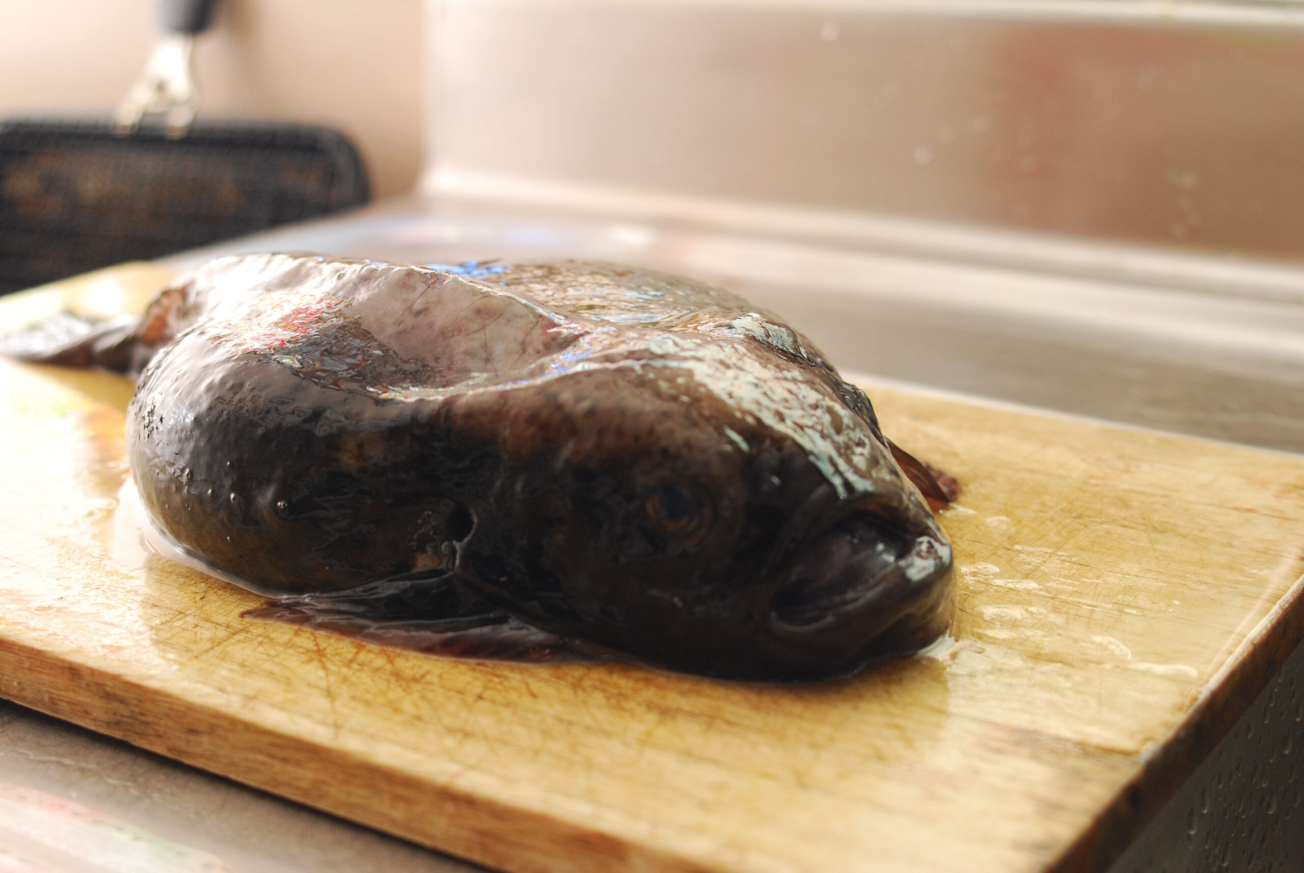 北海道の名物「ごっこ」を使った鍋レシピ！北のすっぽん呼ばれるホテイウオの捌き方もご紹介 AQUABIT.LINK
