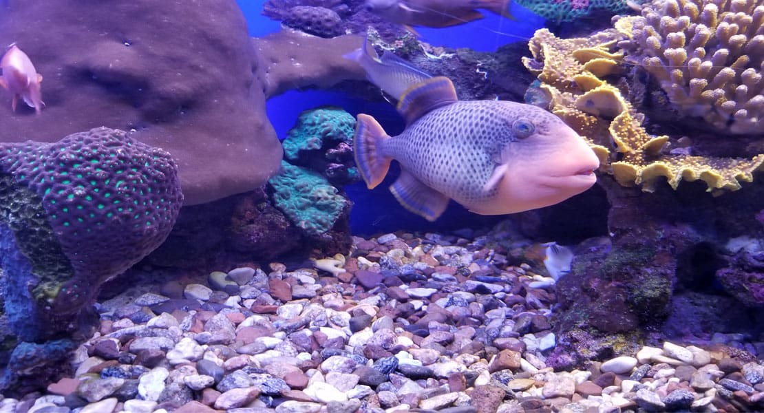 Custom Commercial Aquarium Displays NY, NJ, PA Jenkinson's Aquarium