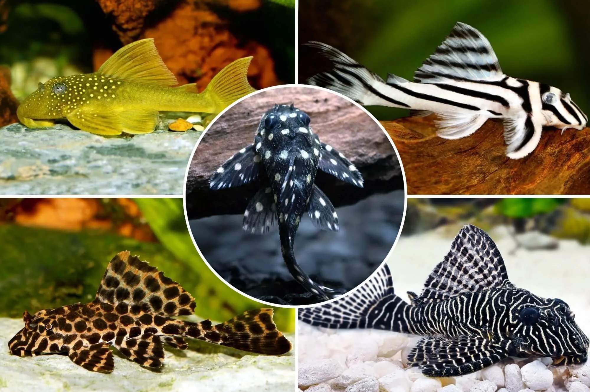 15 Types Of Plecos You Should Consider For Your Tank