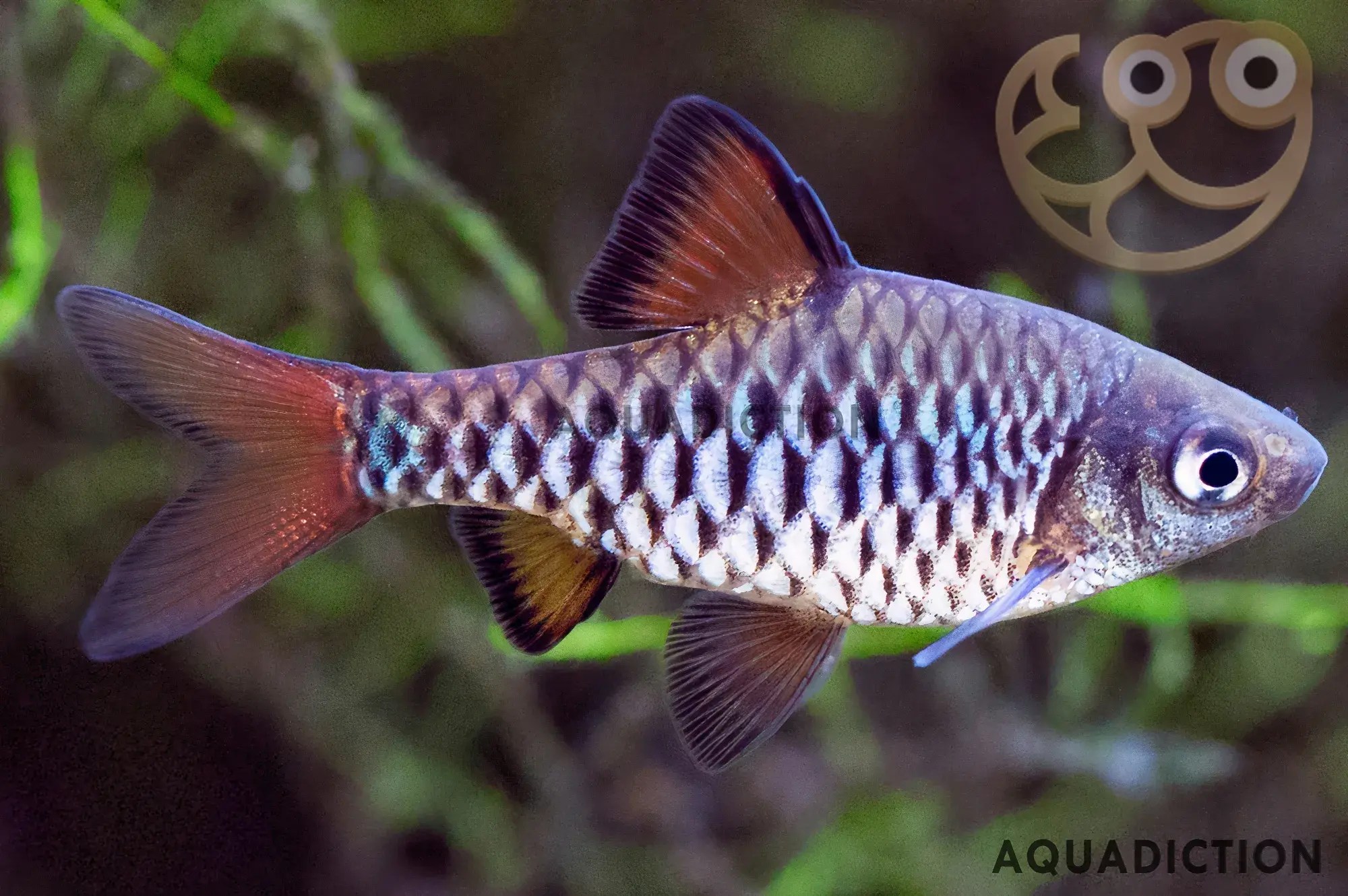 Checkered Barb - Oliotius oligolepis Fish Profile & Care Guide