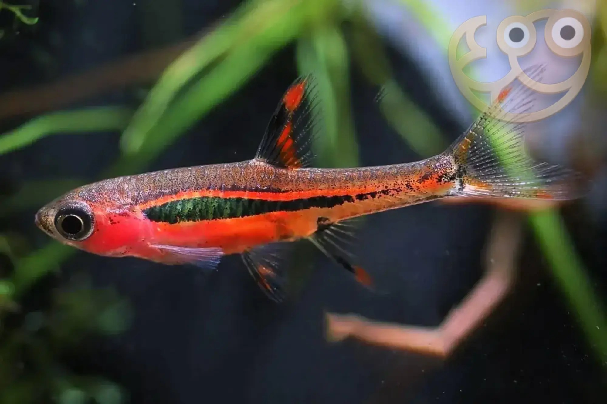 Chili Rasboras