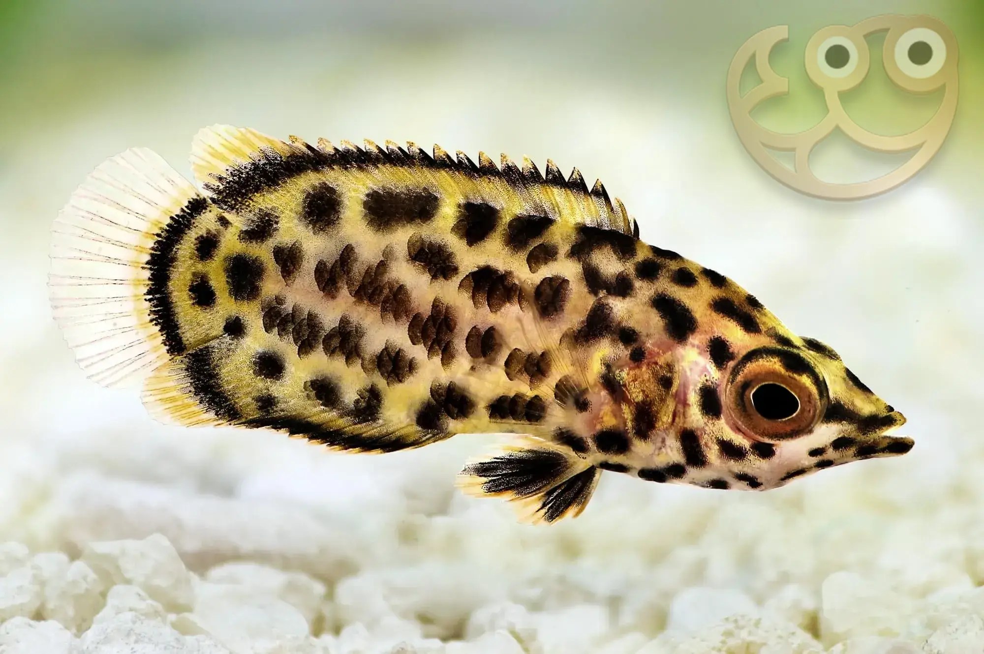 Leopard Bush Fish Ctenopoma acutirostre Fish Profile & Care Guide