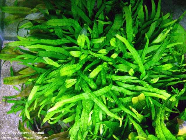 Папоротник таиландский Узколистный (Microsorum pteropus Narrow Leaf