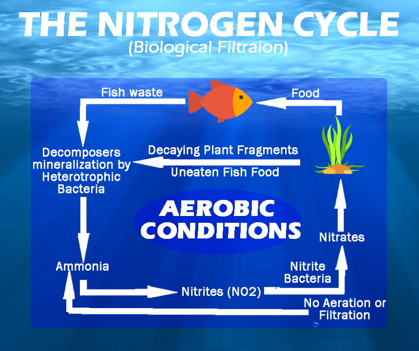 Everything To Know About The Best Aquarium Filters Out There! AquaExpose