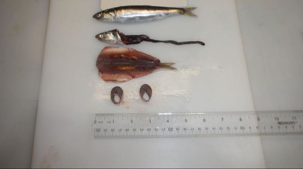 Anchovies High Quality Frozen Seafood Products Fresh Fish In SC