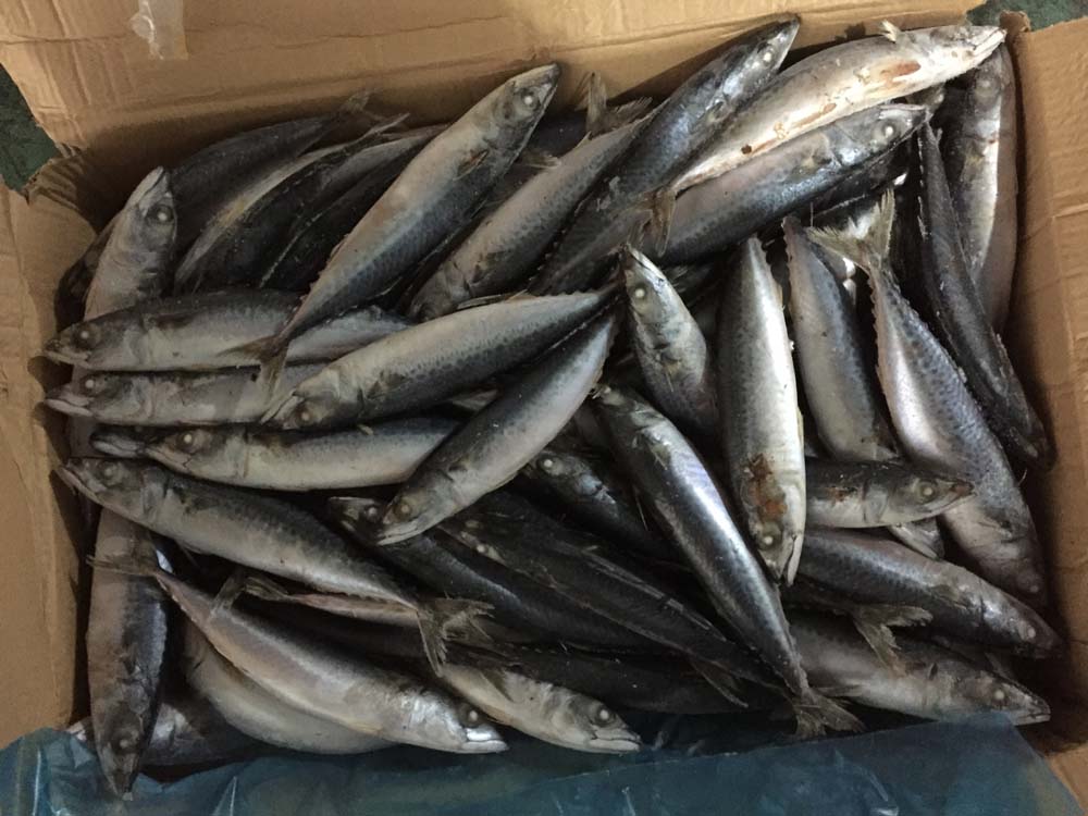 Mackerel High Quality Frozen Seafood Products Fish Distributors