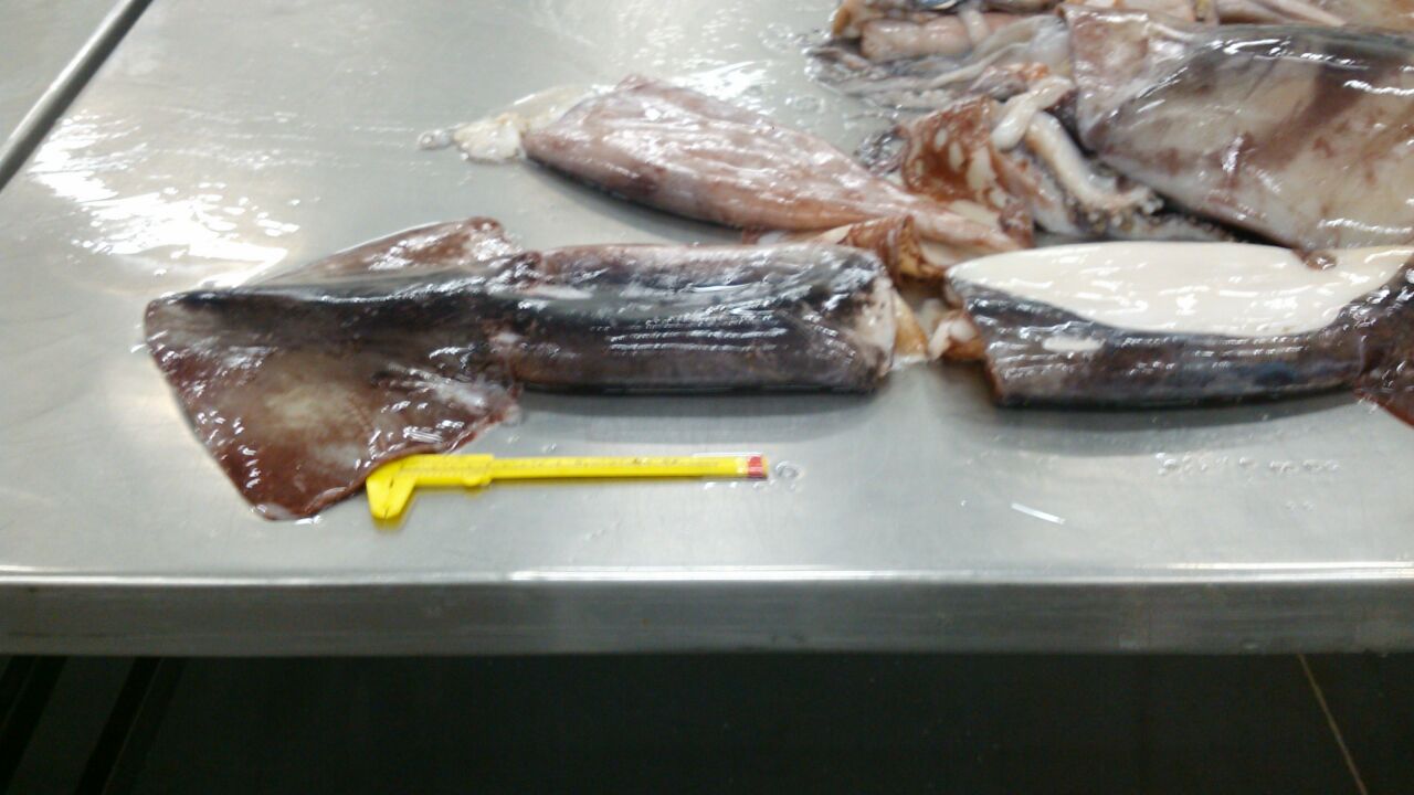 Bait Squid High Quality Frozen Seafood Distributor In South Carolina