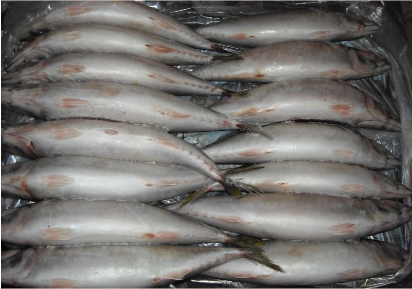 Mackerel High Quality Frozen Seafood Products Fish Distributors