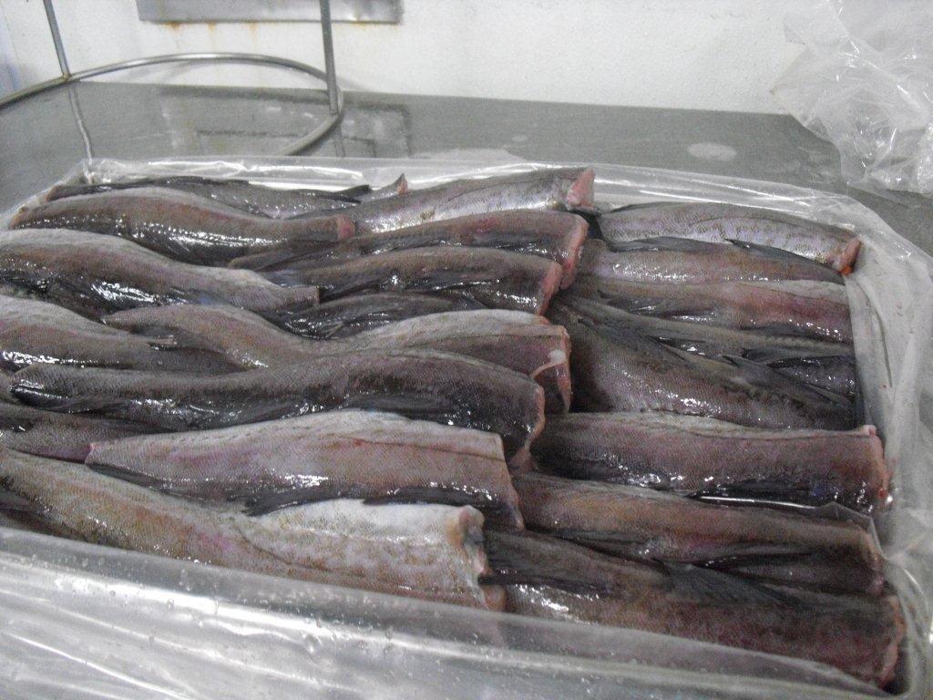 Pollock High Quality Frozen Seafood Products Mahi, Herring & Snapper