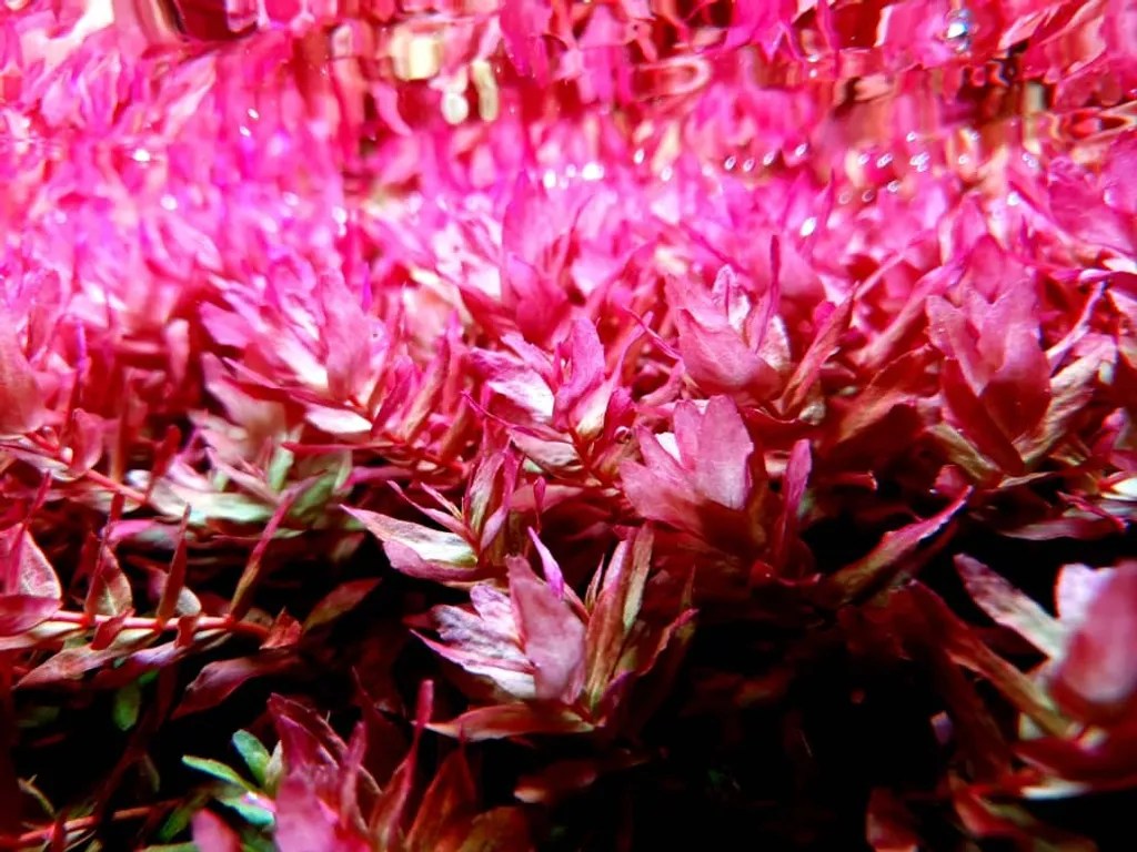Buy Premium Aquarium Plants Online in Canada AquaFlora