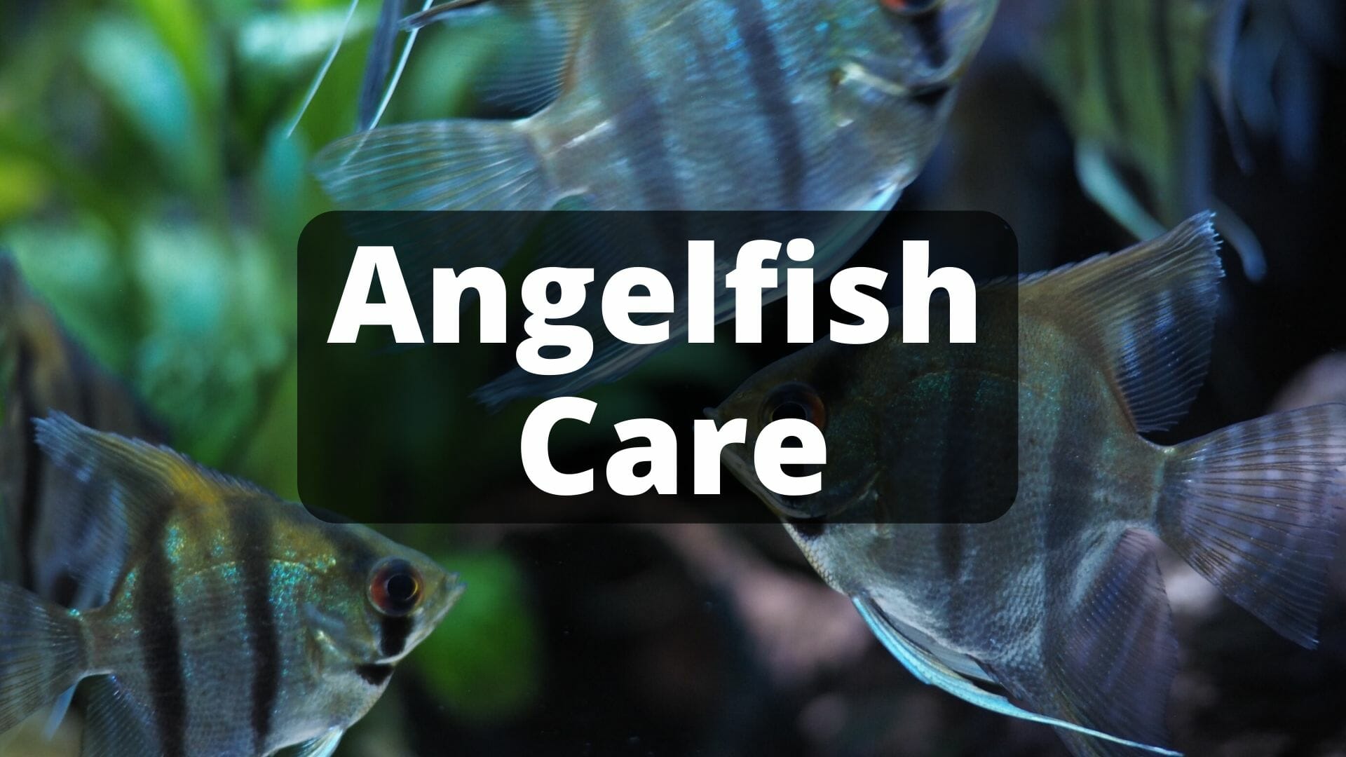 13 Types of Angelfish for Your Freshwater Aquarium (Images and Videos)