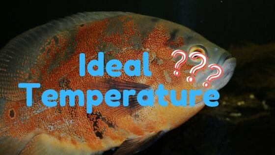Can Oscar Fish Live In Cold Water? (Ideal water temperature?)