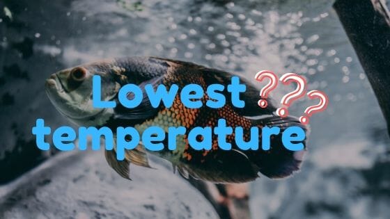 Can Oscar Fish Live In Cold Water? (Ideal water temperature?)