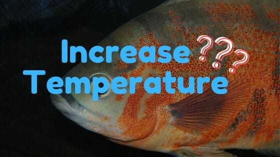 Can Oscar Fish Live In Cold Water? (Ideal water temperature?)