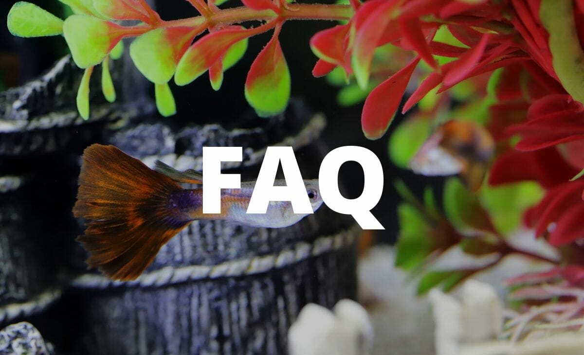 Do Aquarium Plants Need a Filter? (Is it really necessary?)