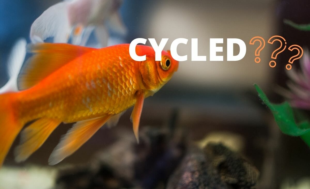 Does a Hospital Tank Need to Be Cycled? (3 Ways to Cycle It Instantly)