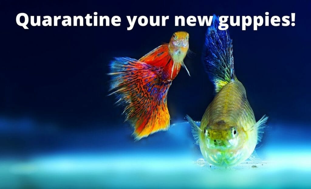 11 Easy Ways to Keep Your Guppies Happy and Healthy Aqua Goodness