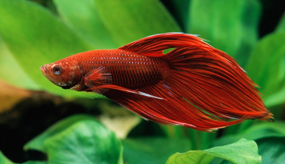 熱帯魚ベタの飼い方。熱帯魚の中でもダントツに飼いやすい？ ハリーのアクアリウム生活