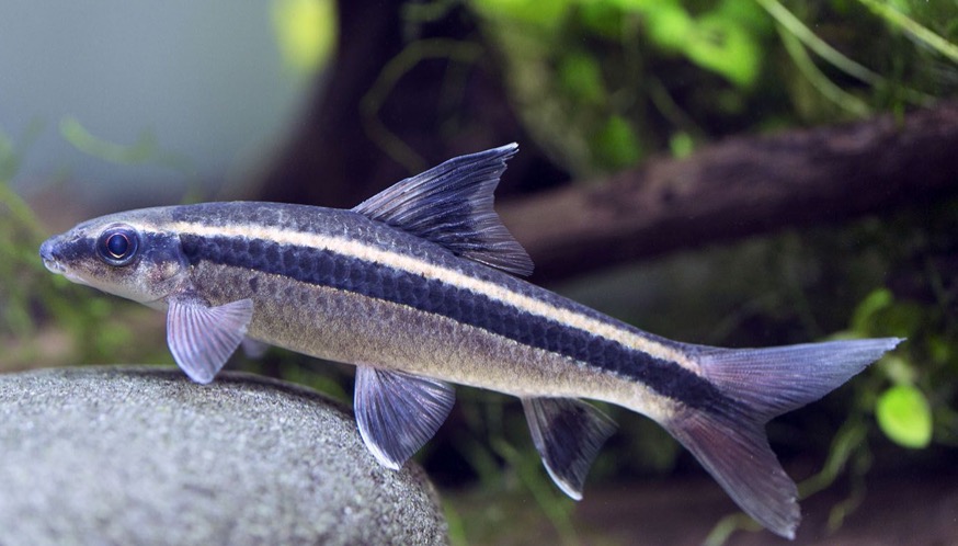 コケを食べる熱帯魚にはこれだけの種類が存在する。各熱帯魚の特徴や注意点なども紹介 ハリーのアクアリウム生活