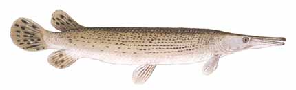 Lake Hartwell, Georgia, Us Fish Identification Chart