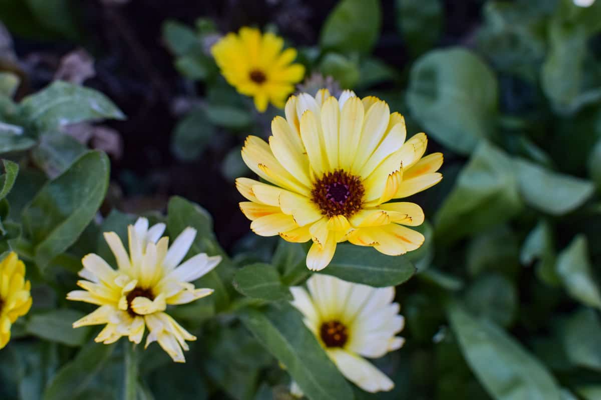 5 Easy Flowers To Grow For a Cut Flower Garden A Quaint Life