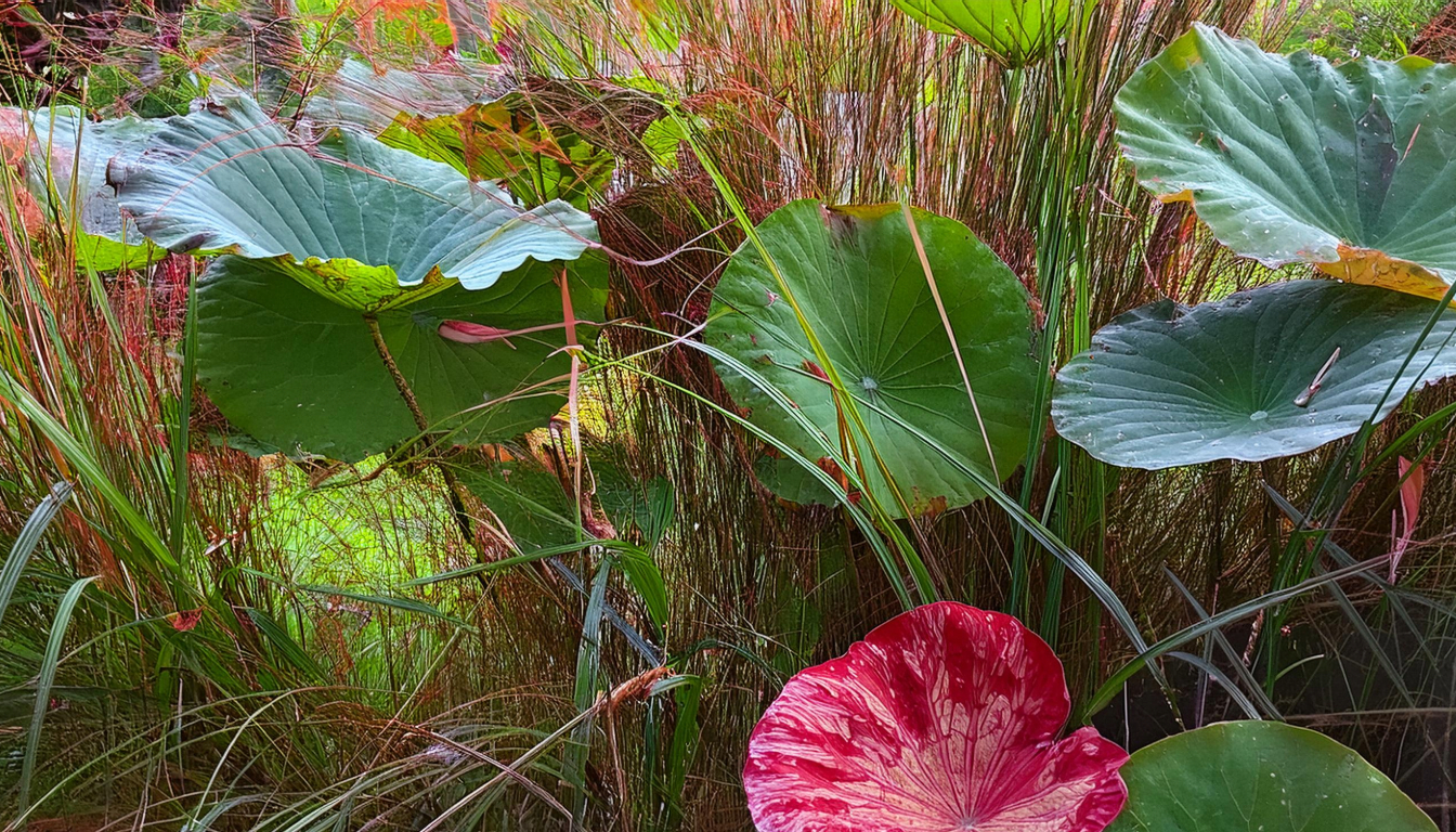 Tiger Lotus Bulb Care Guide for Aquatic Plants