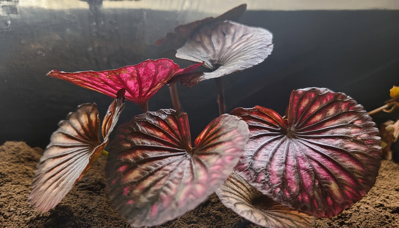 Tiger Lotus Bulb Care Guide for Aquatic Plants