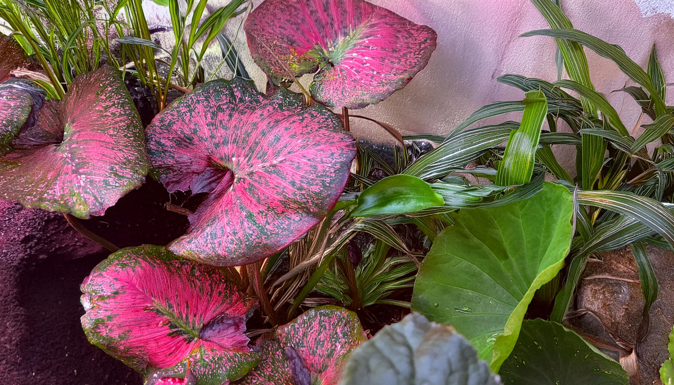 Tiger Lotus Bulb Care Guide for Aquatic Plants