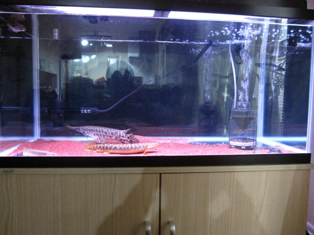 大型魚水槽 アクアルバム