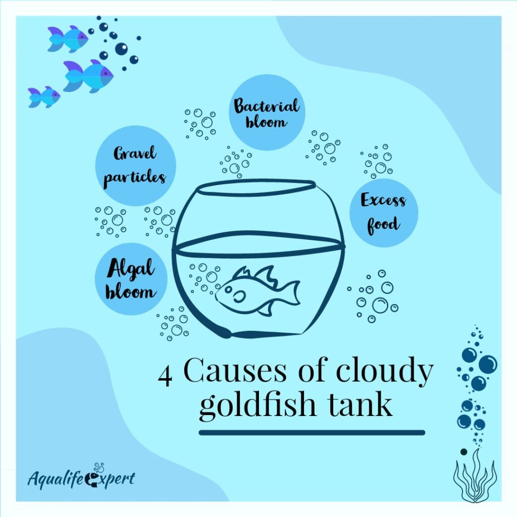 Cloudy Goldfish Tank? The Original Causes (Especially THIRD
