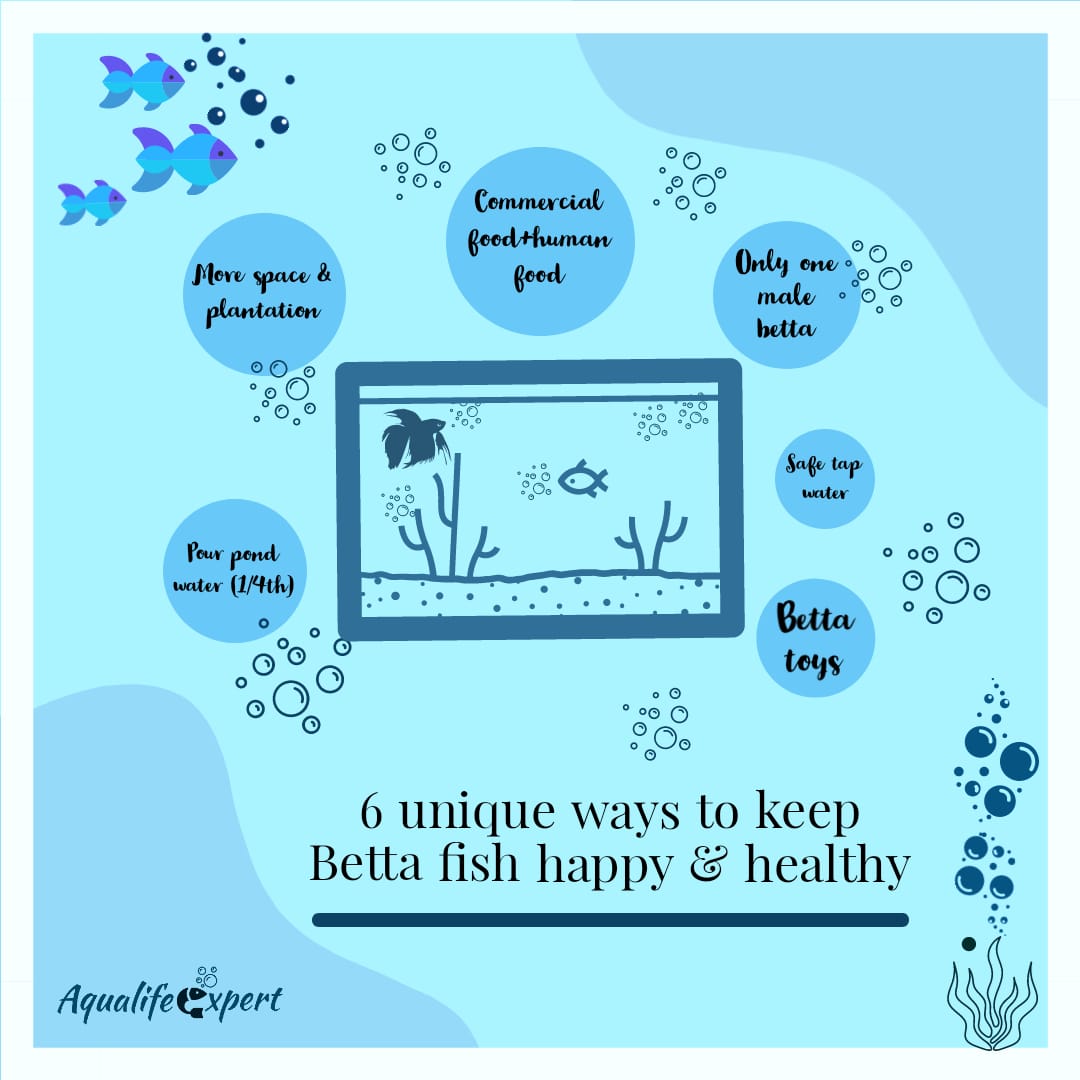 Keep Betta Fish Happy & Healthy 6 unique Veterinary Guidelines Aqua