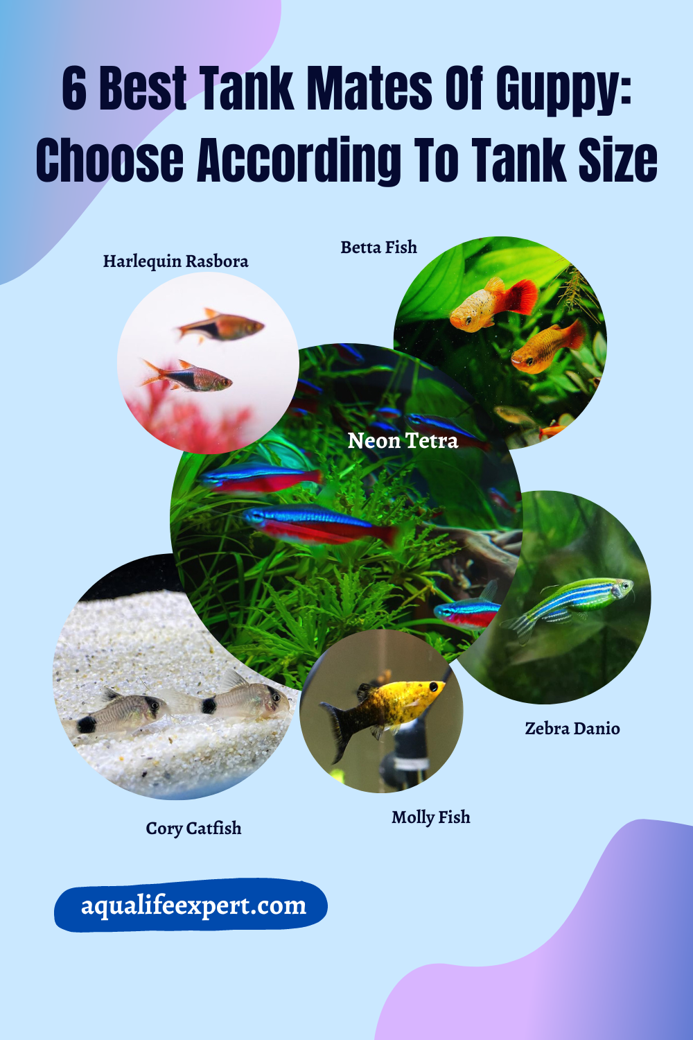 10 Best Tank Mates of Guppy Choose According To Tank Size Aqua Life