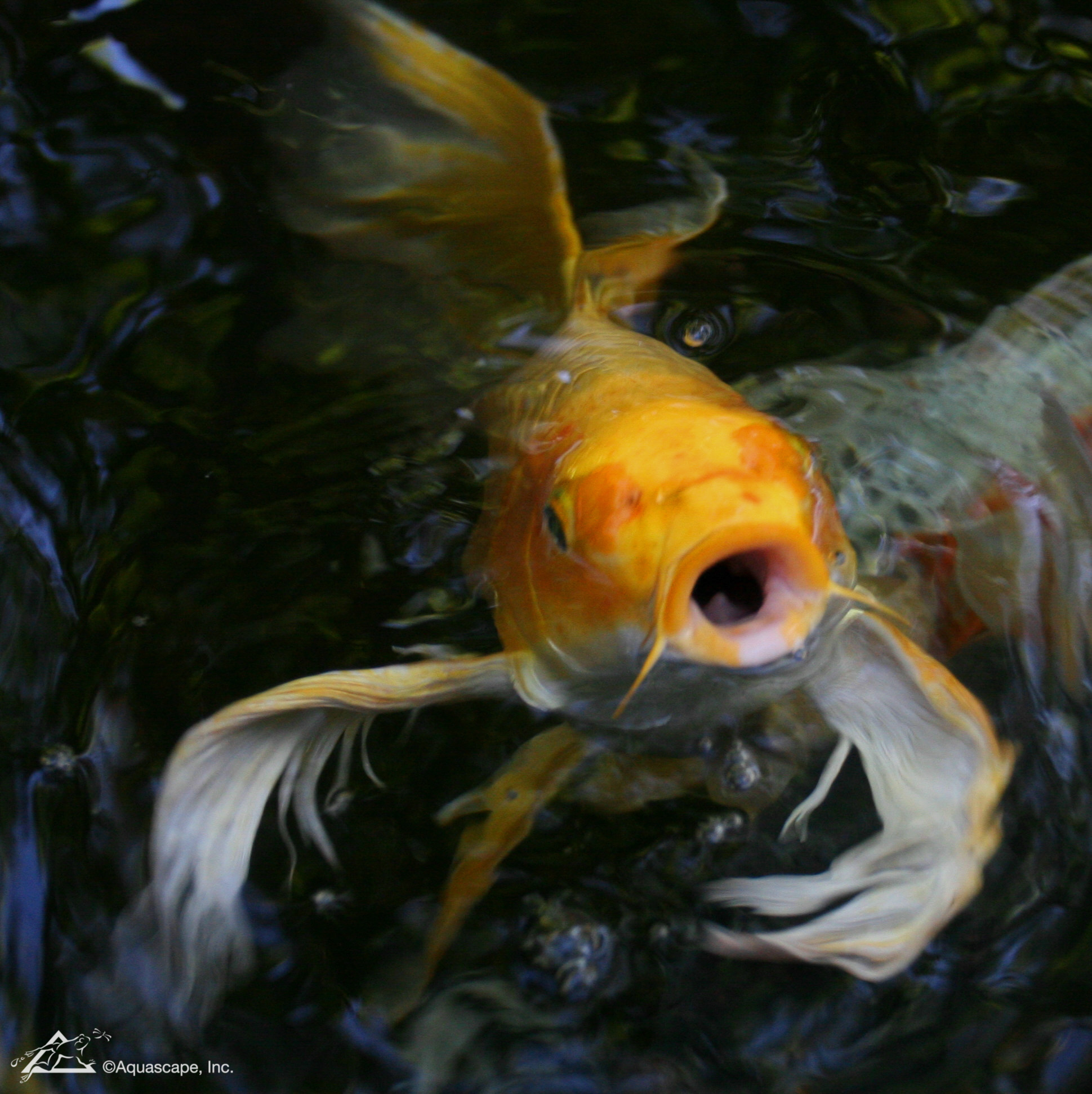 What Differentiates Show Koi from Pet Koi? AquaLife Ponds