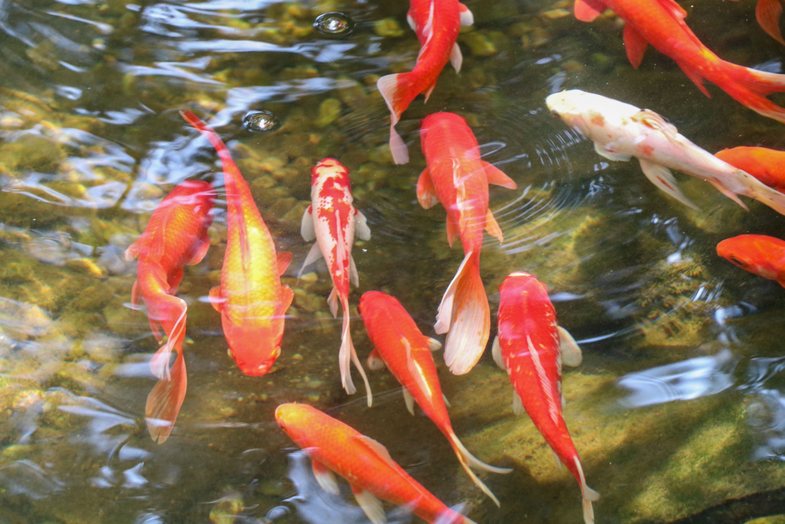 Keep Koi From Eating Your Plants AquaLife Ponds
