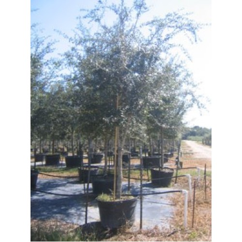 45 Gallon Live Oak Trees