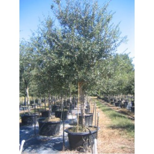 Live Oak Tree Dealer