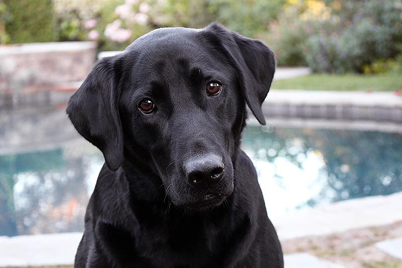 Are Hot Tubs DogFriendly? Aqua Living Factory Outlets