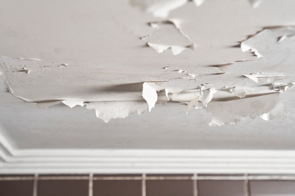 Signs You Need Mold Removal in Louisville, KY