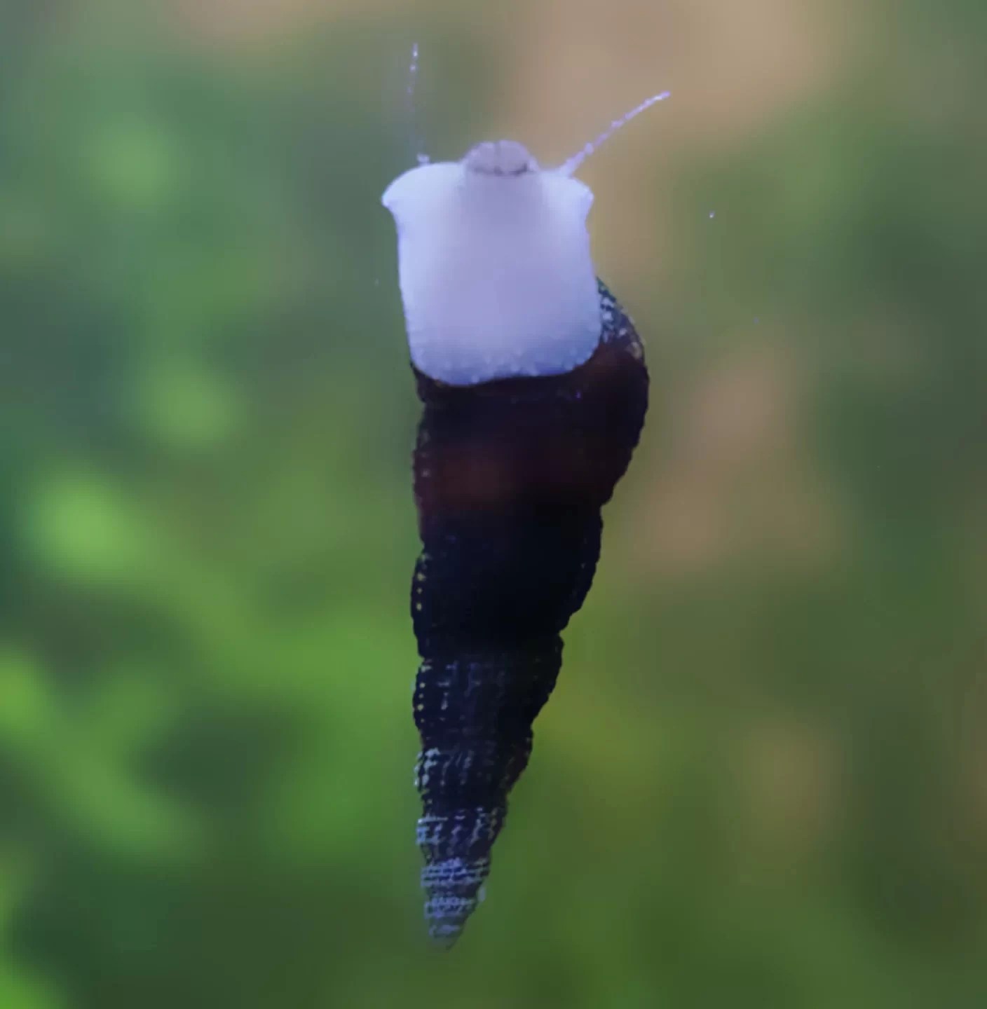 The Marvelous Malaysian Trumpet Snails A Symphony for Your Aquarium