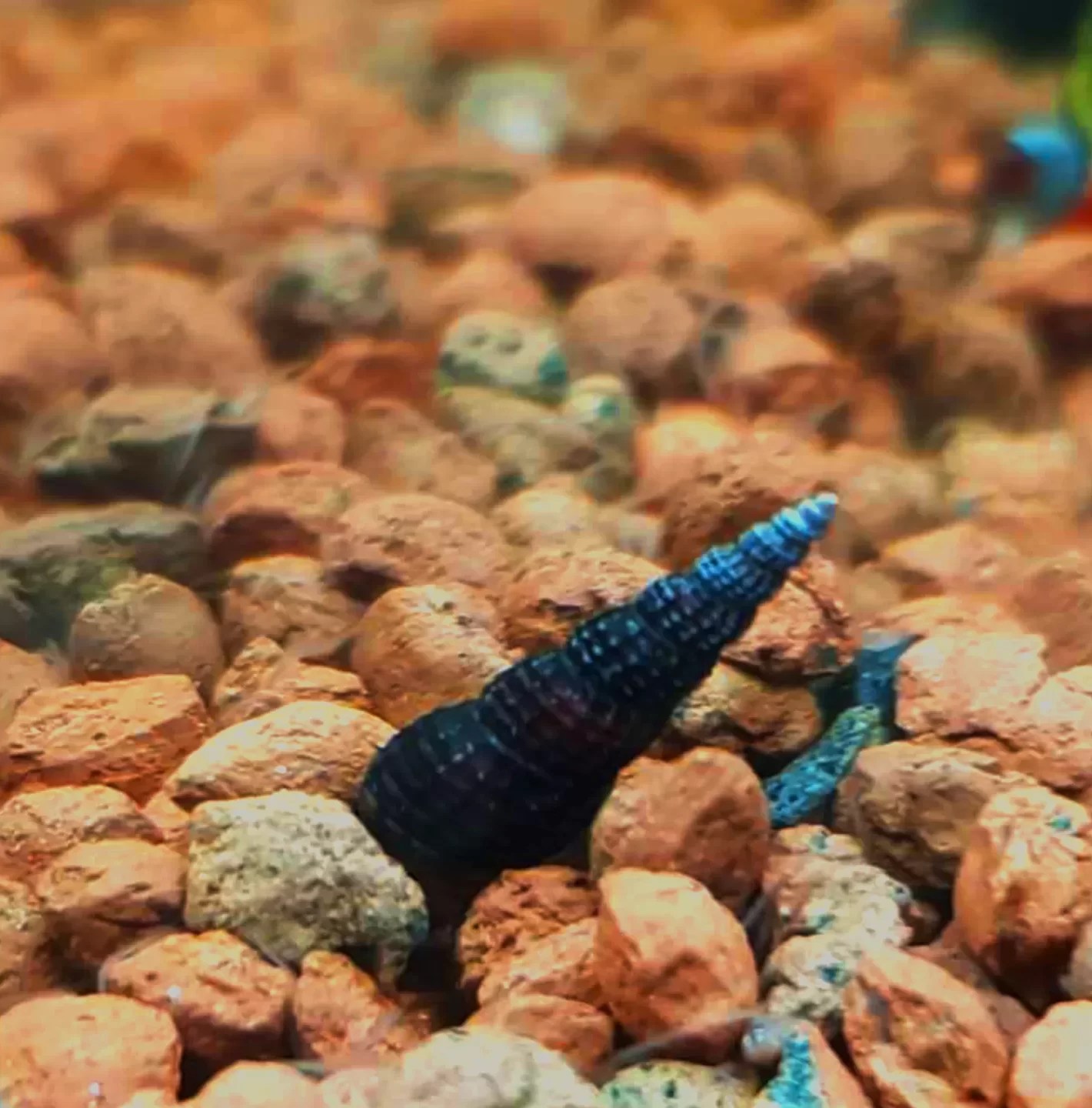 The Marvelous Malaysian Trumpet Snails A Symphony for Your Aquarium