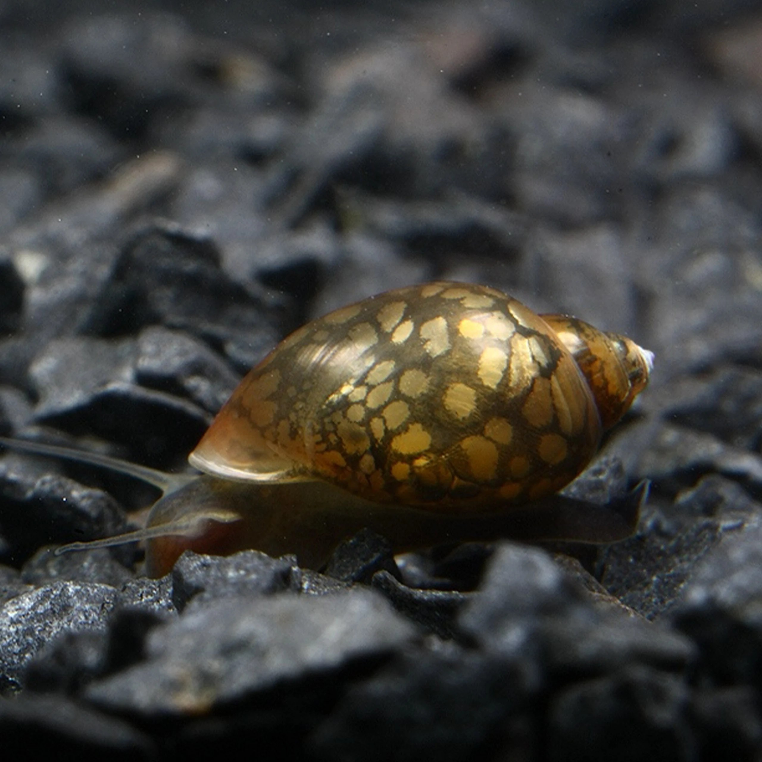 Bladder Snails Revealed